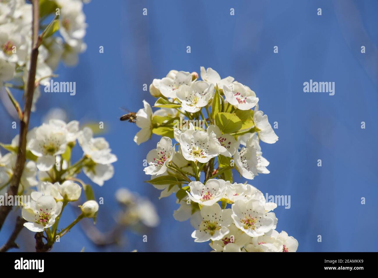 Bestäubung der Blüten durch Bienen Birnen. Stockfoto