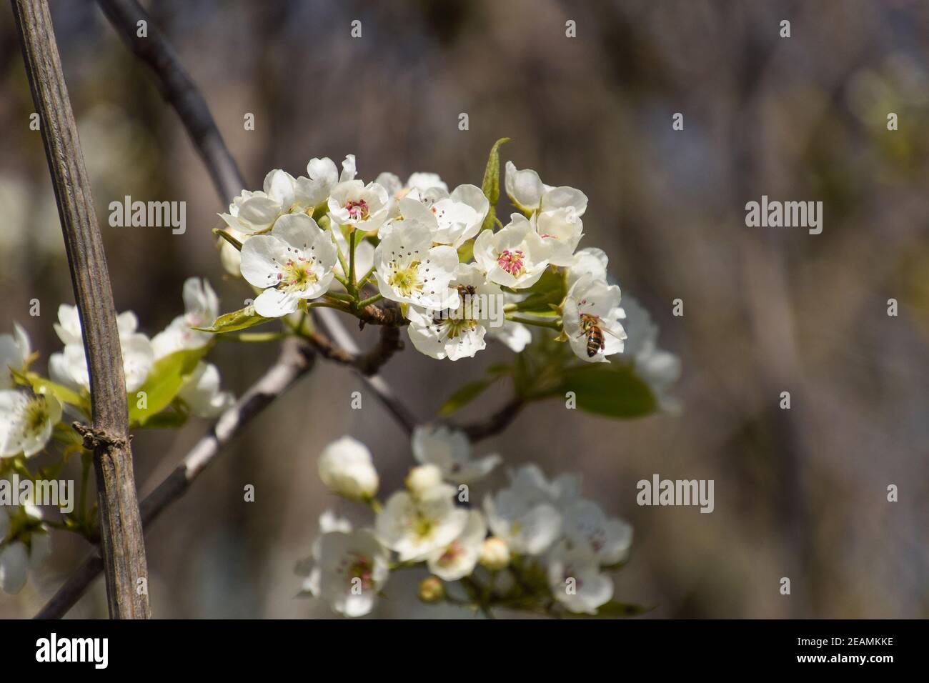 Bestäubung der Blüten durch Bienen Birnen. Stockfoto