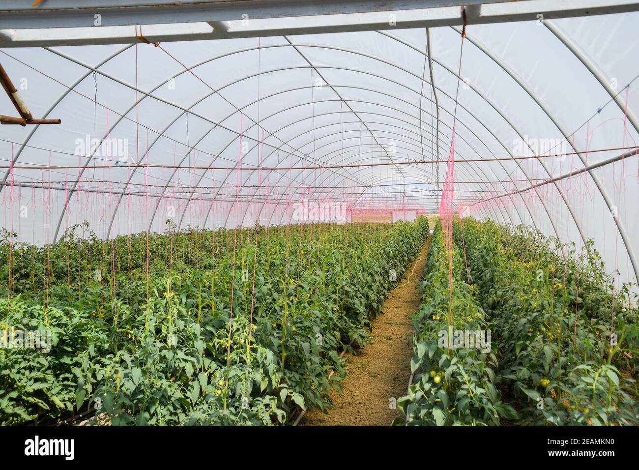Tomaten im Gewächshaus. Gefesselte Tomaten in den Reihen der gr Stockfoto