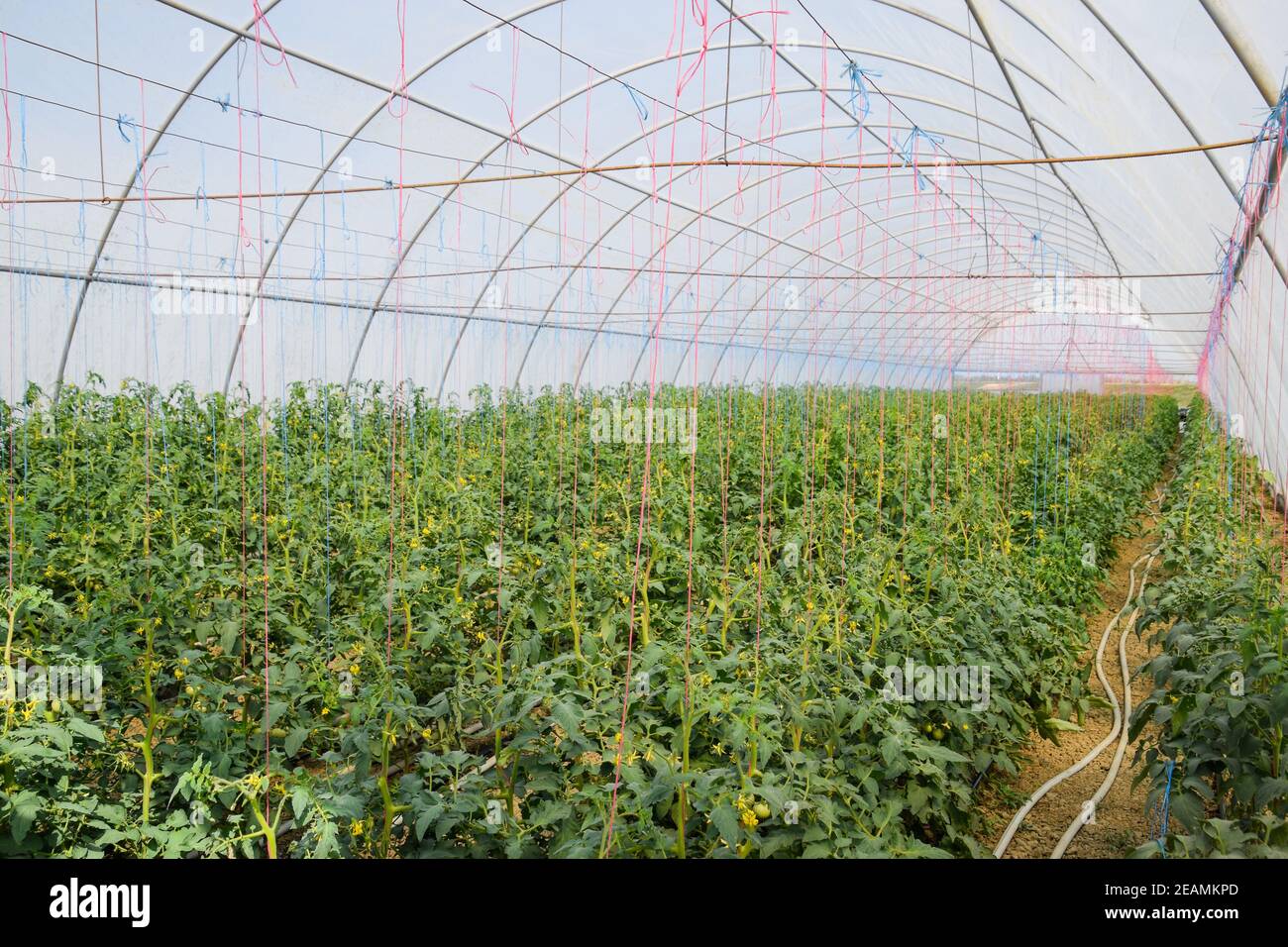 Tomaten im Gewächshaus. Gefesselte Tomaten in den Reihen der gr Stockfoto
