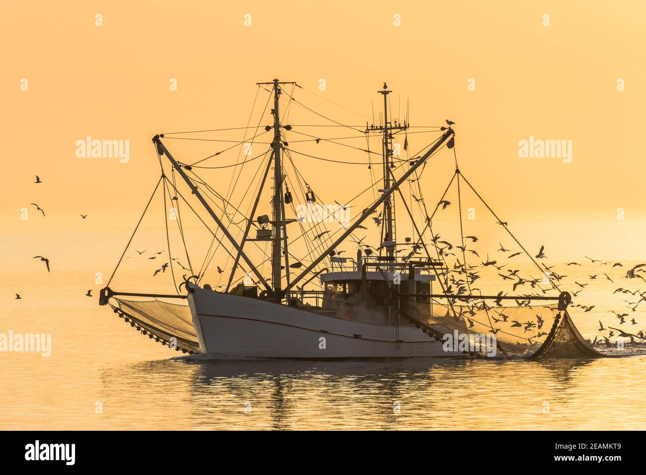 Fischtrawler auf der Nordsee mit Netzen und Möwenschwarm bei Sonnenuntergang, Büsum, Nordsee, Schleswig-Holstein, Deutschland Stockfoto