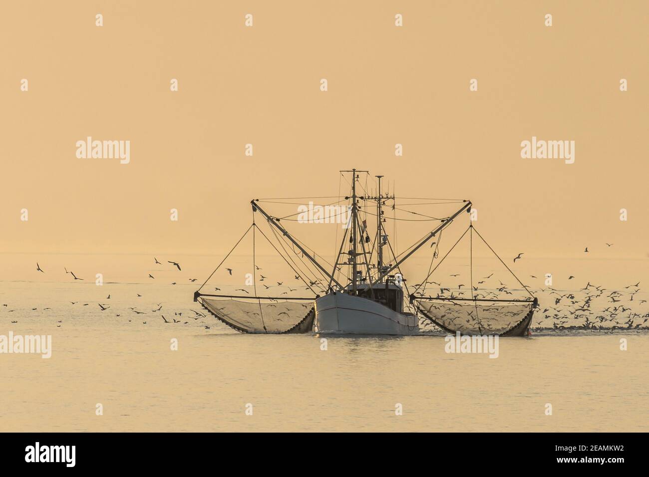 Fischtrawler auf der Nordsee mit Netzen und Schwarm von Möwen, Büsum, Nordsee, Schleswig-Holstein, Deutschland Stockfoto