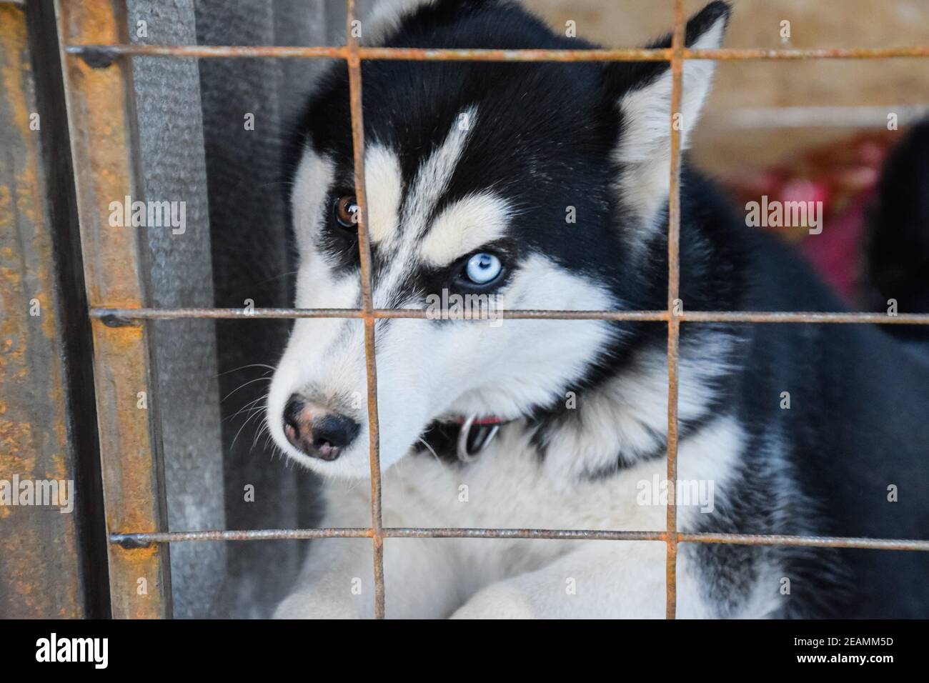 Husky Hund mit anderen Augen. Schwarz und weiß Husky. Braune und Blaue Augen Stockfoto