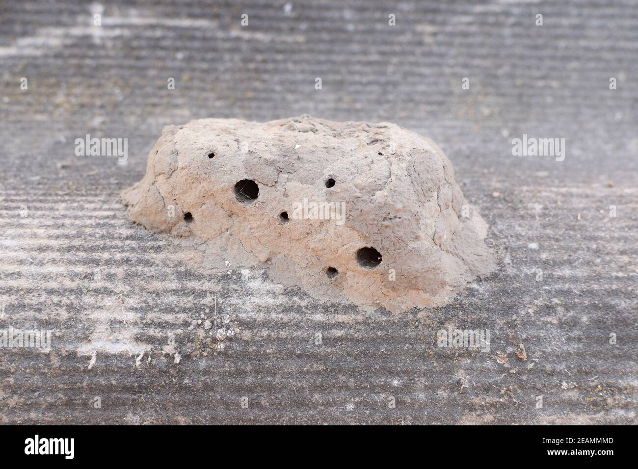 Nester der Ton Zugehörigkeit Wespe Stockfoto