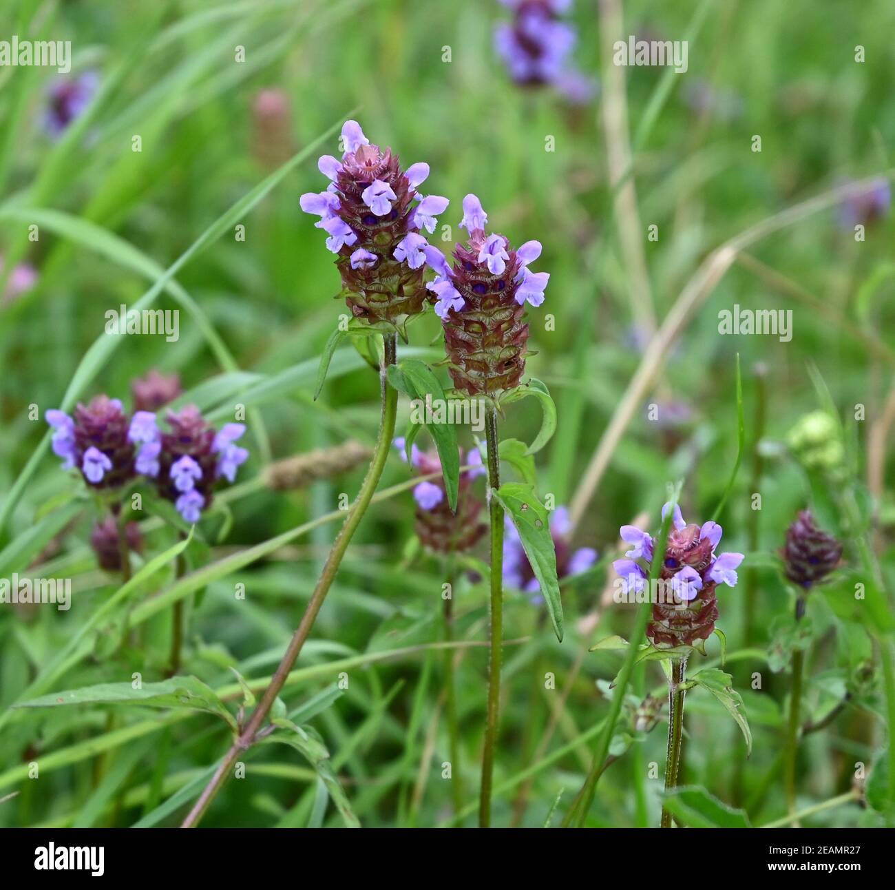 Gemeine brunelle Fotos und Bildmaterial in hoher Auflösung Alamy