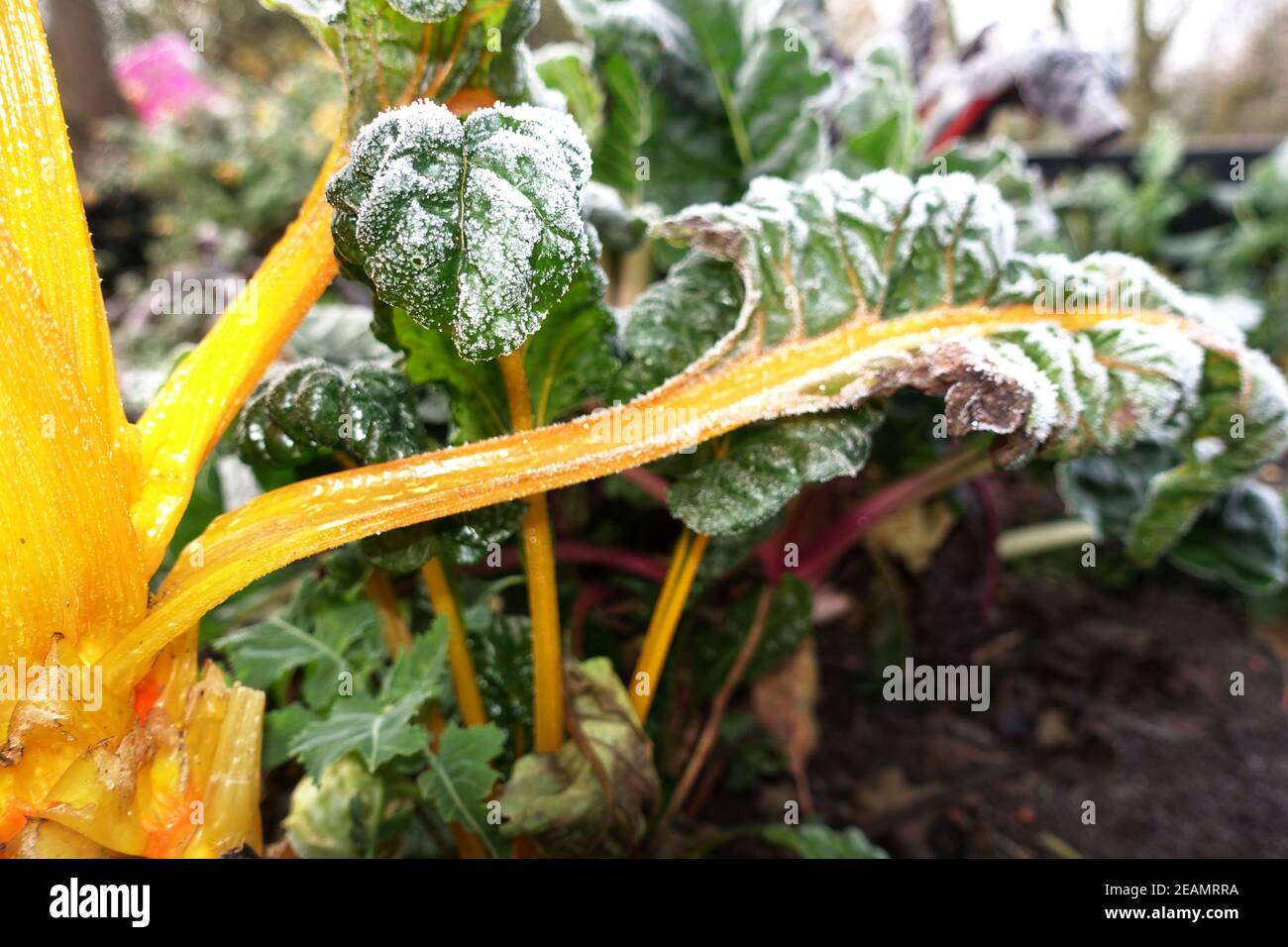 Rime auf Mangold (Beta vulgaris) mit farbigen Stielen Stockfoto