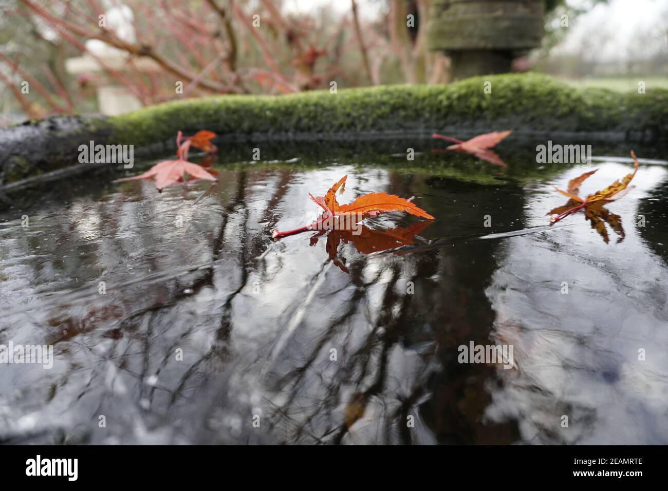 Ahornblätter auf der Eisschicht eines Wassertrogs Stockfoto