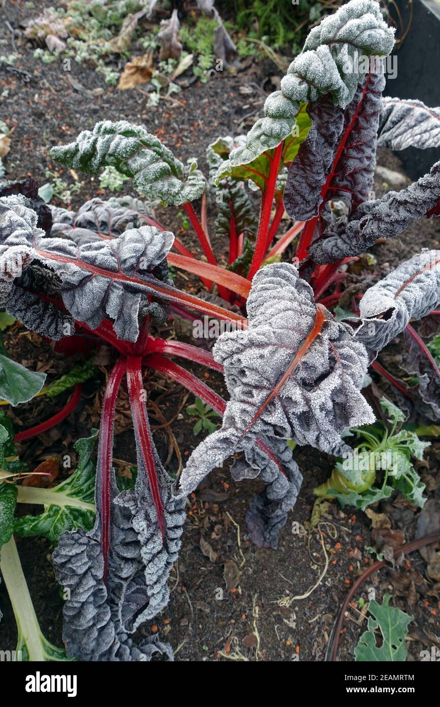 Rime auf Mangold (Beta vulgaris) mit farbigen Stielen Stockfoto