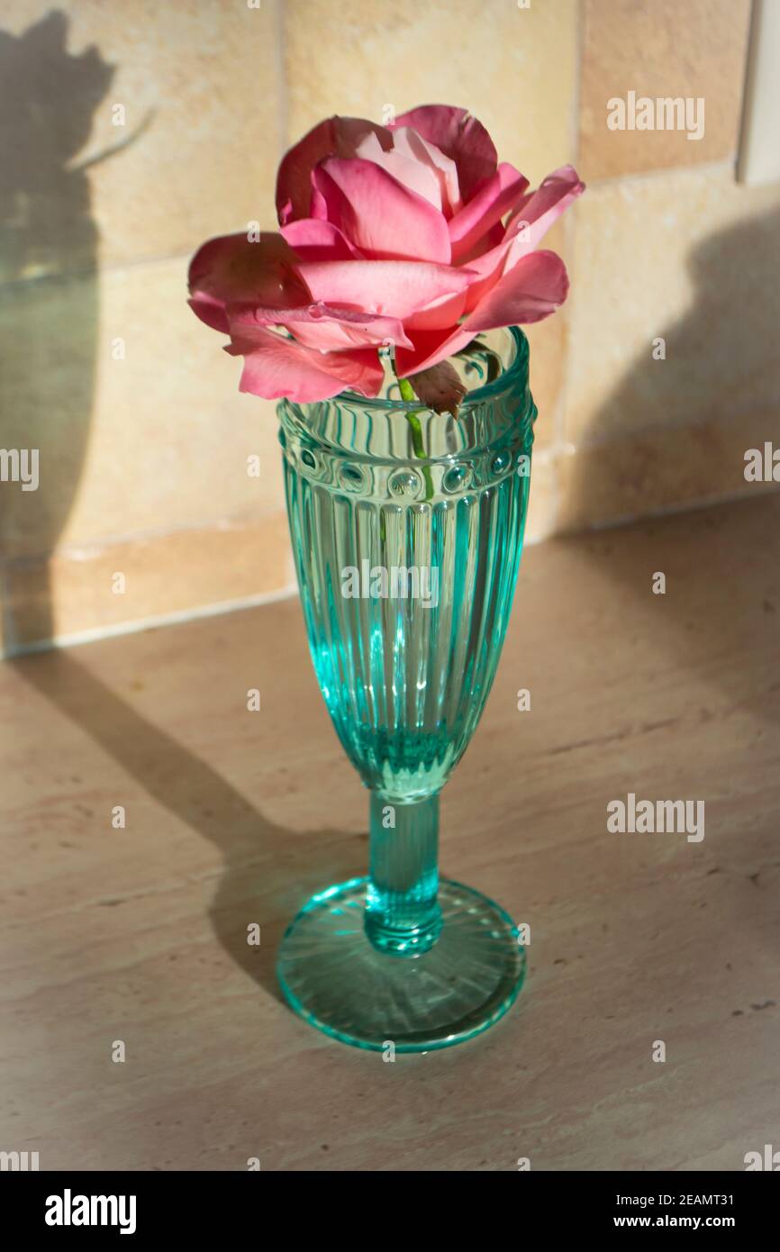 Nahaufnahme der essbaren Blume der Rose auf der Oberseite. Burgunder und rosa Fondant Blume Stockfoto