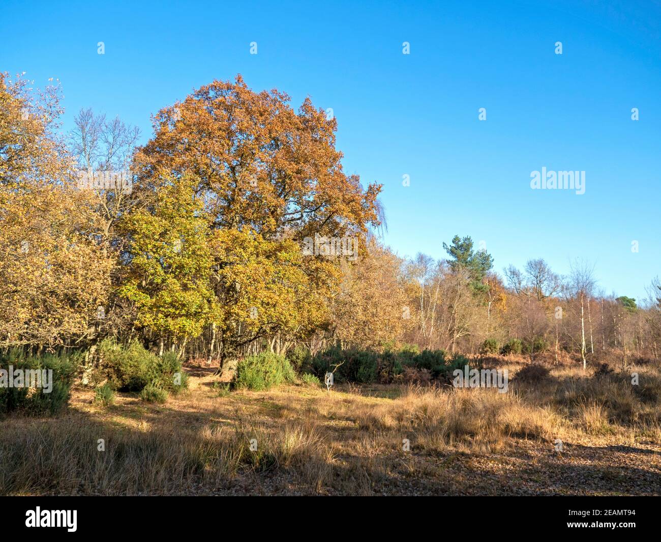 Bäume mit Herbstlaub und einem klaren blauen Himmel Stockfoto