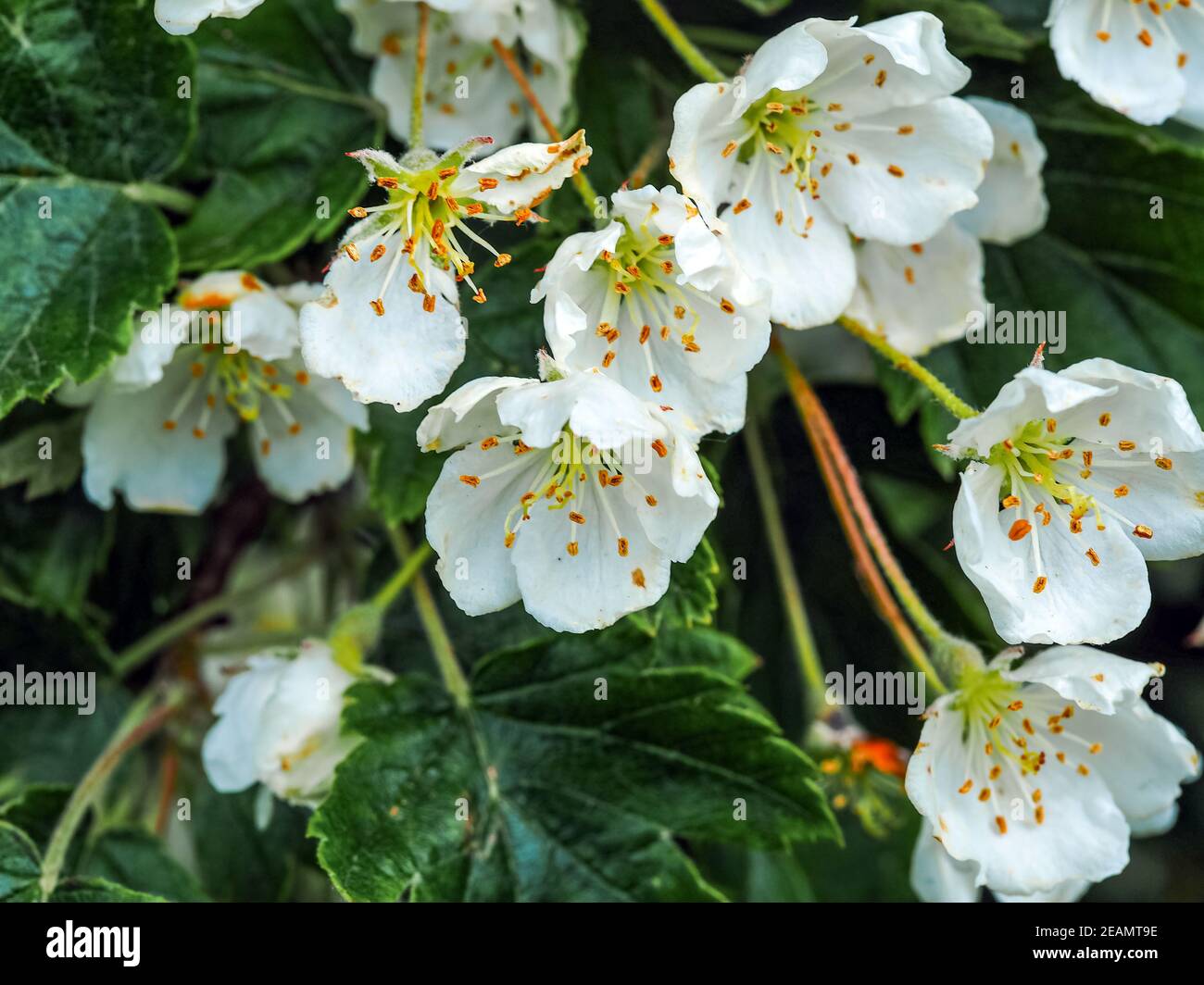 Weiße Frühlingsblüte auf einem Weißdornbusch Stockfoto