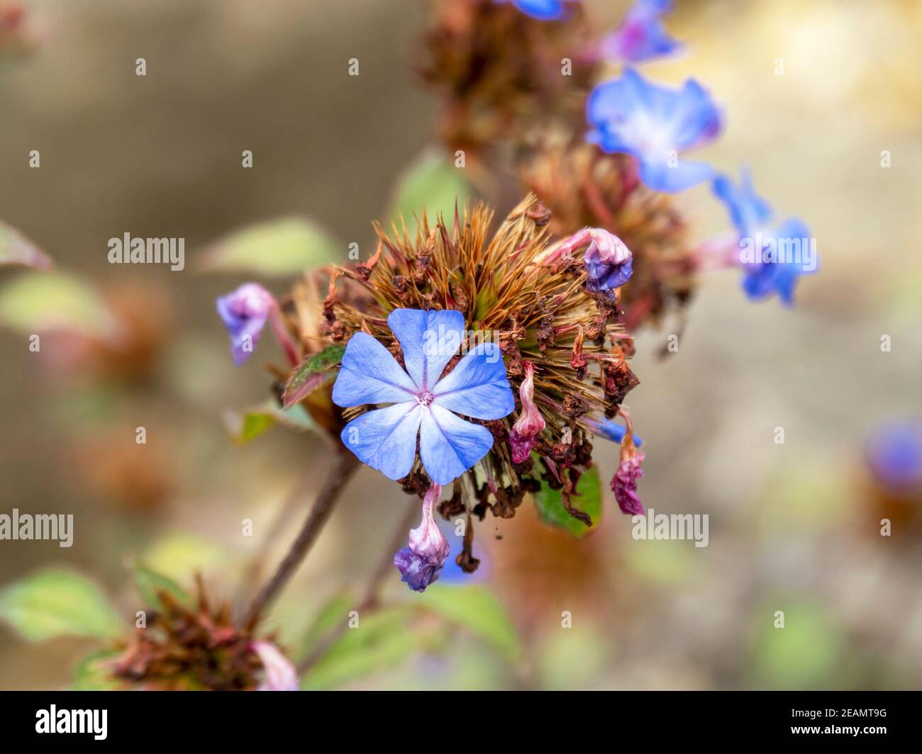 Letzte kleine blaue Blüten von Ceratostigma plumbaginoides, chinesische plumbago Stockfoto