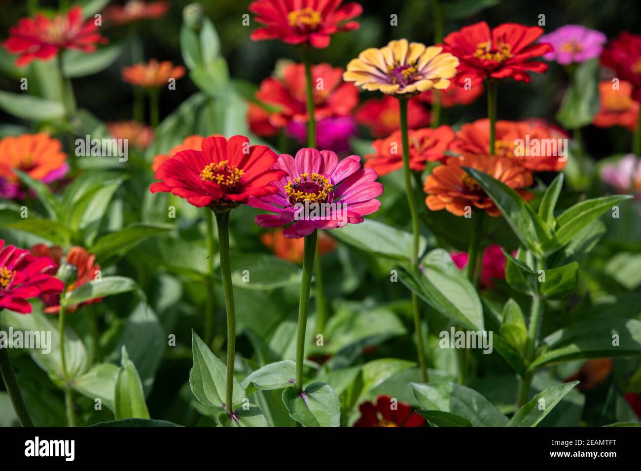 Schöne bunte Zinnien im Sommergarten Stockfoto