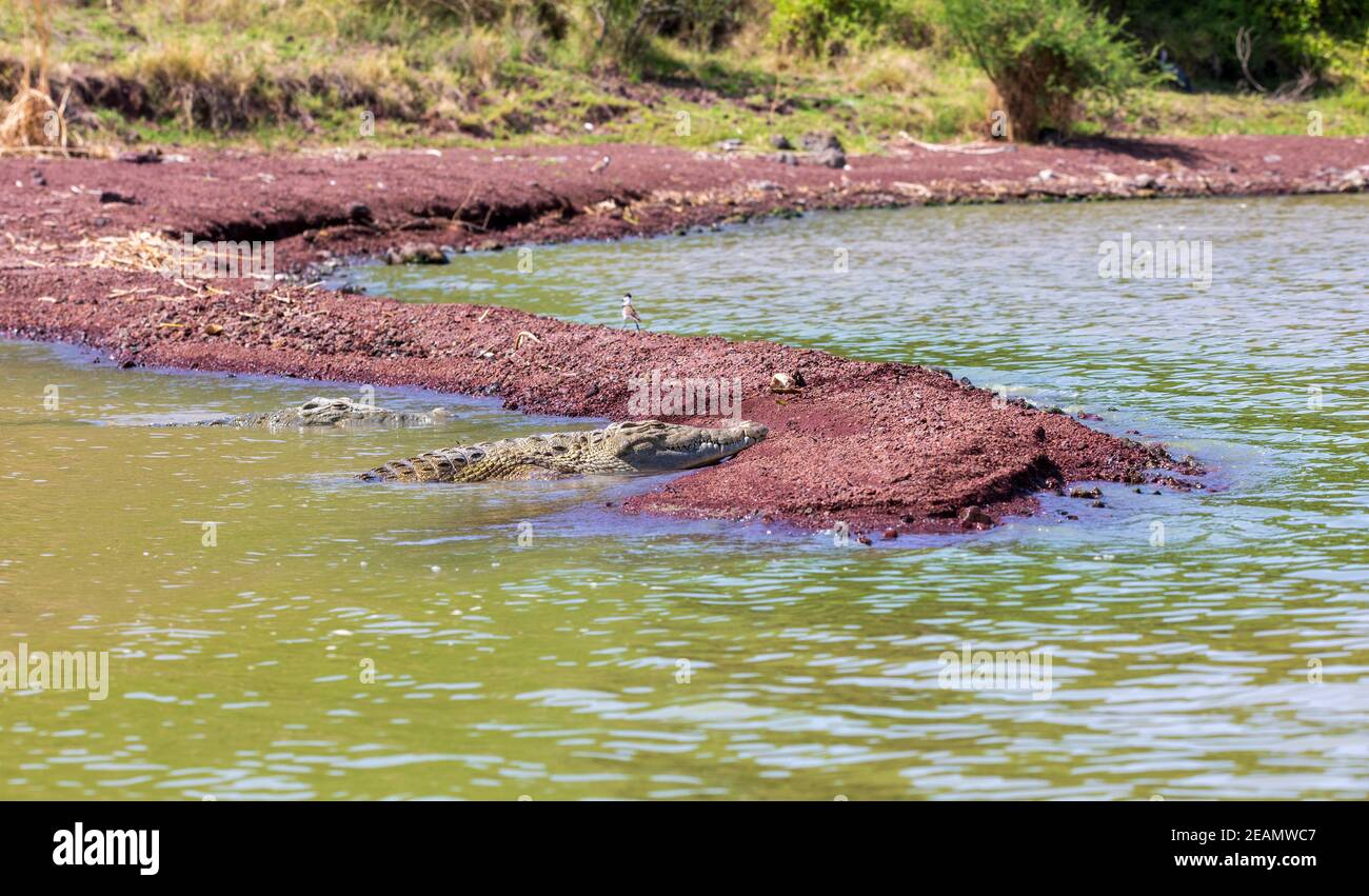 Große Nilkrokodile, Chamo See fällt Äthiopien Stockfoto