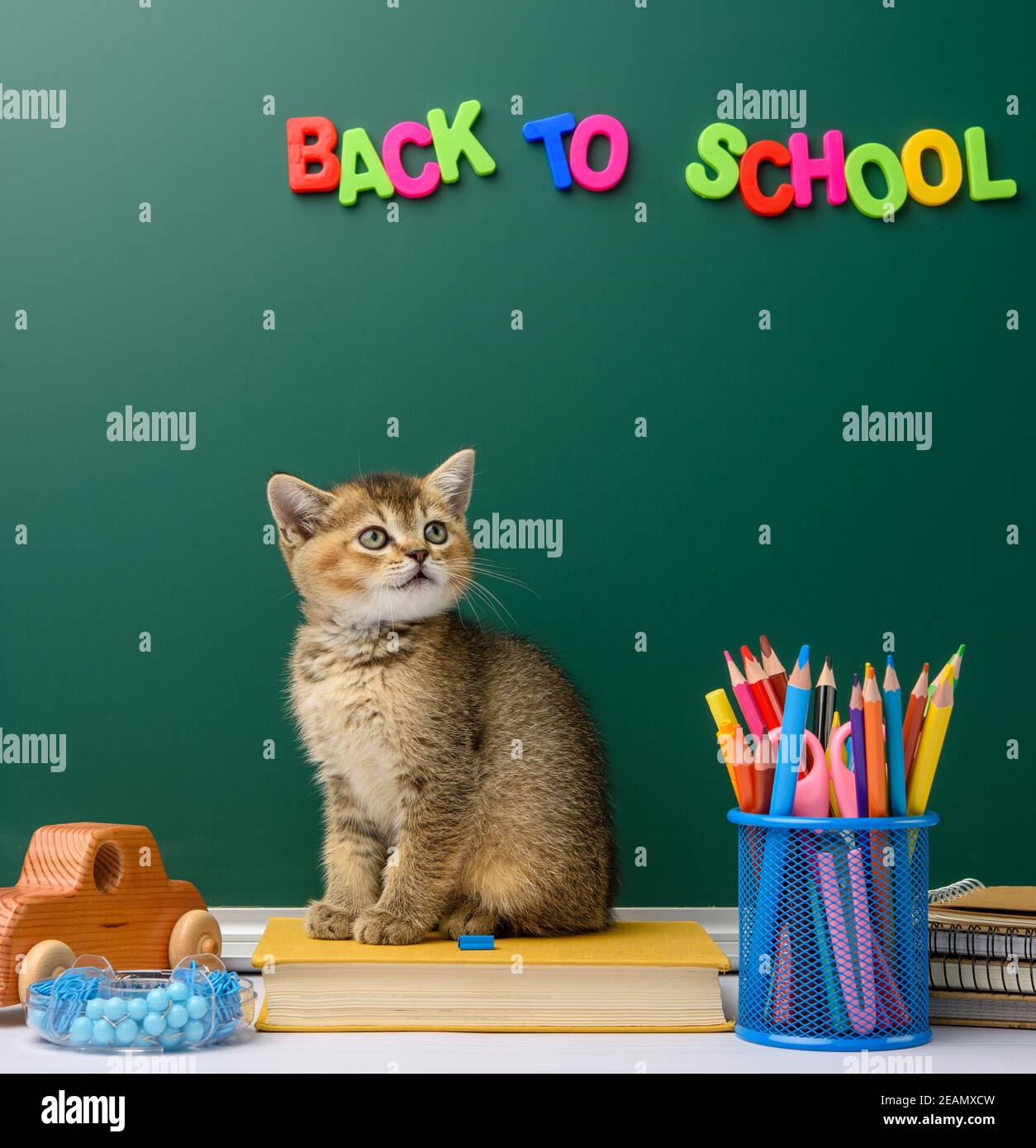 Kätzchen golden getickt britische Chinchilla gerade sitzt vorne Stockfoto