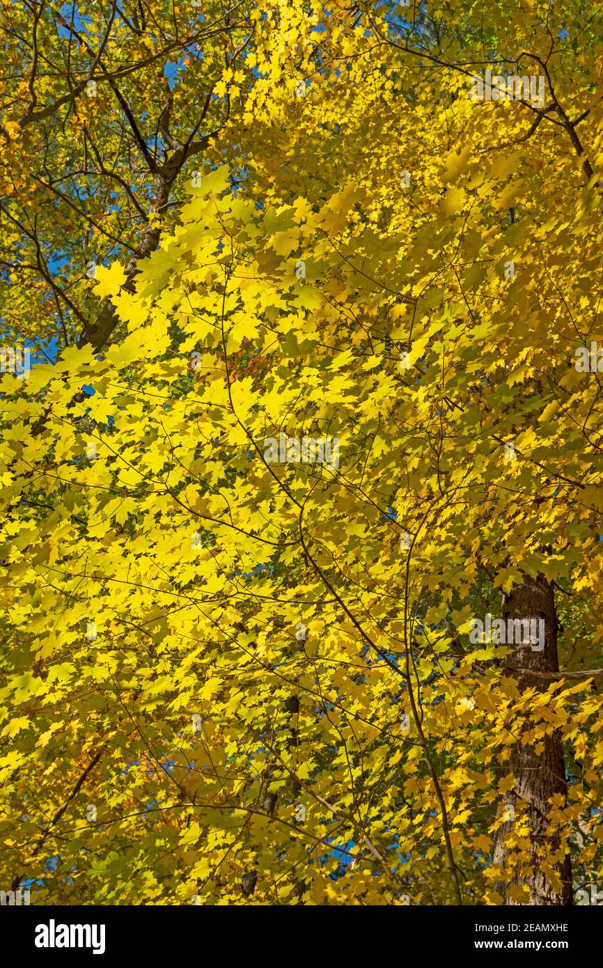 Ein Vorhang aus gelben Blättern im Wald Stockfoto