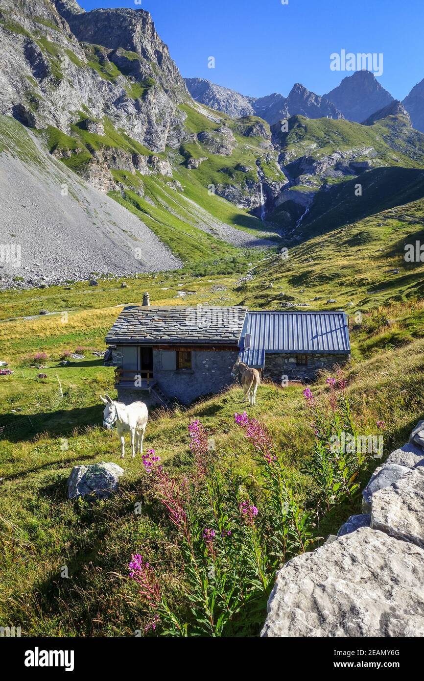 Esel in einem Feld und Schafstall, Französisch alpen Stockfoto