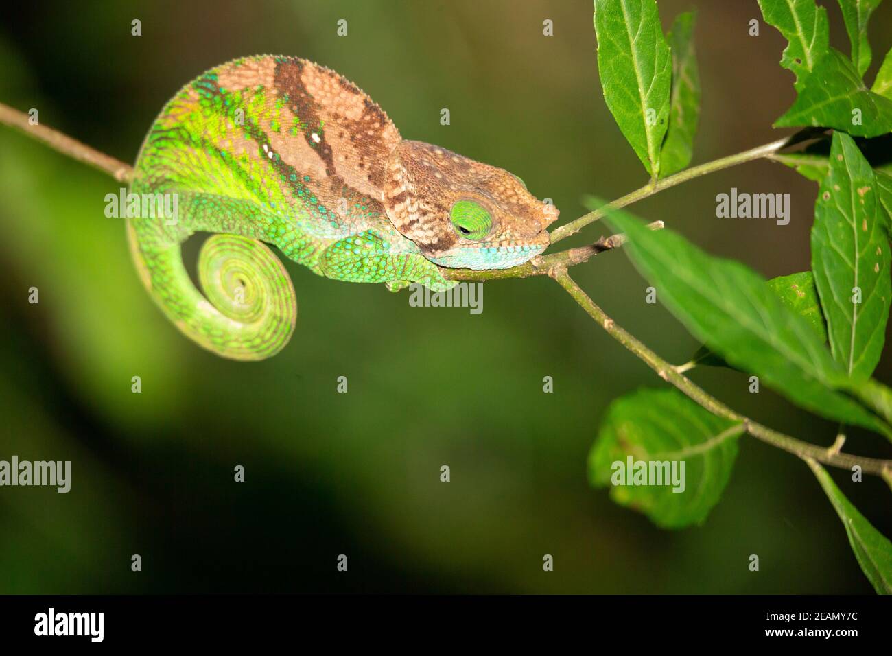 Buntes Chamäleon aus der Nähe im Regenwald Madagaskars Stockfoto