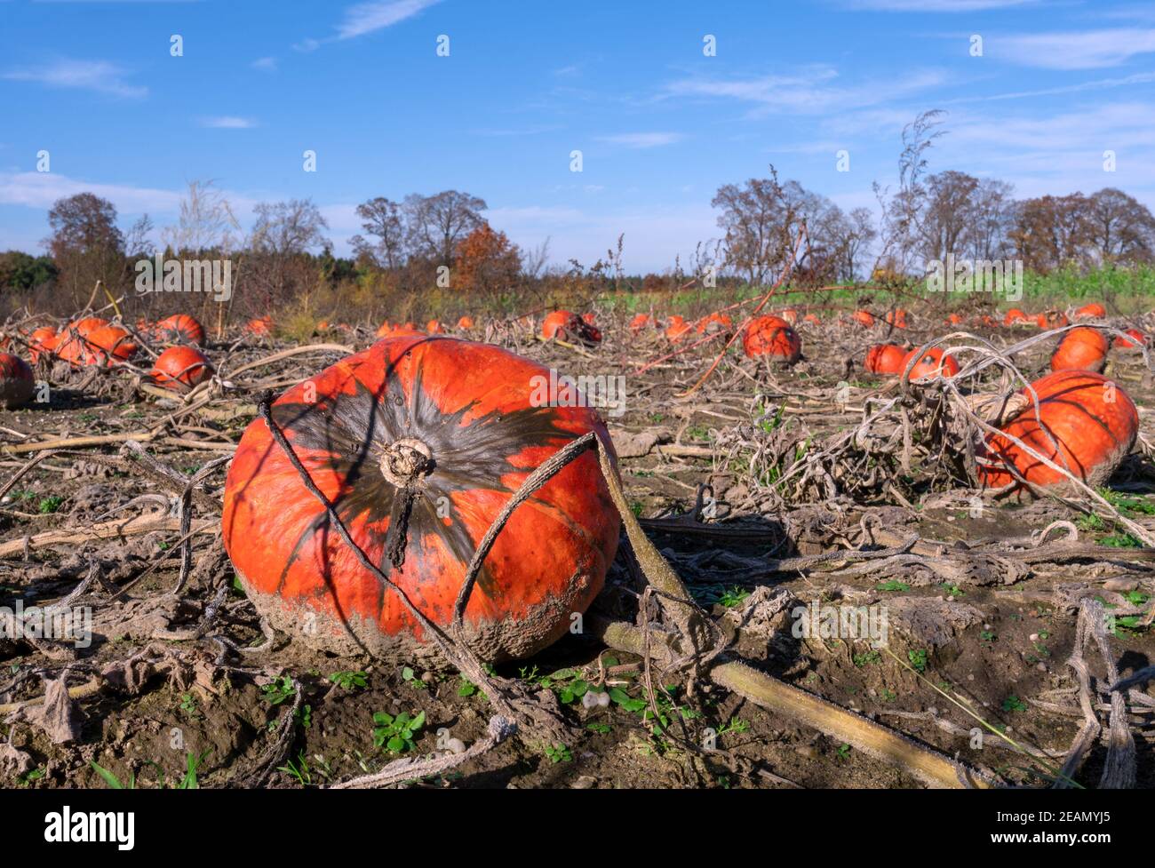 Reife orange Kürbisse auf einem Feld Stockfoto