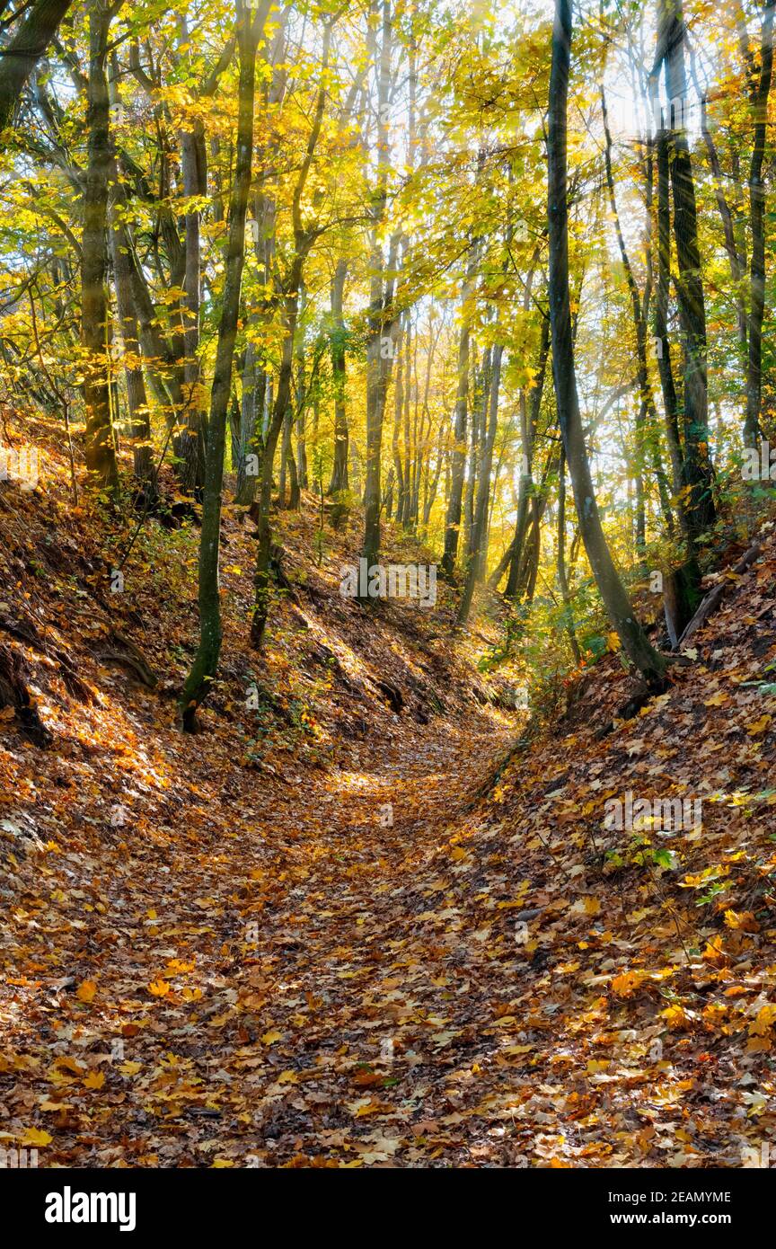 Sonnenstrahlen in einem Laubwald Stockfoto