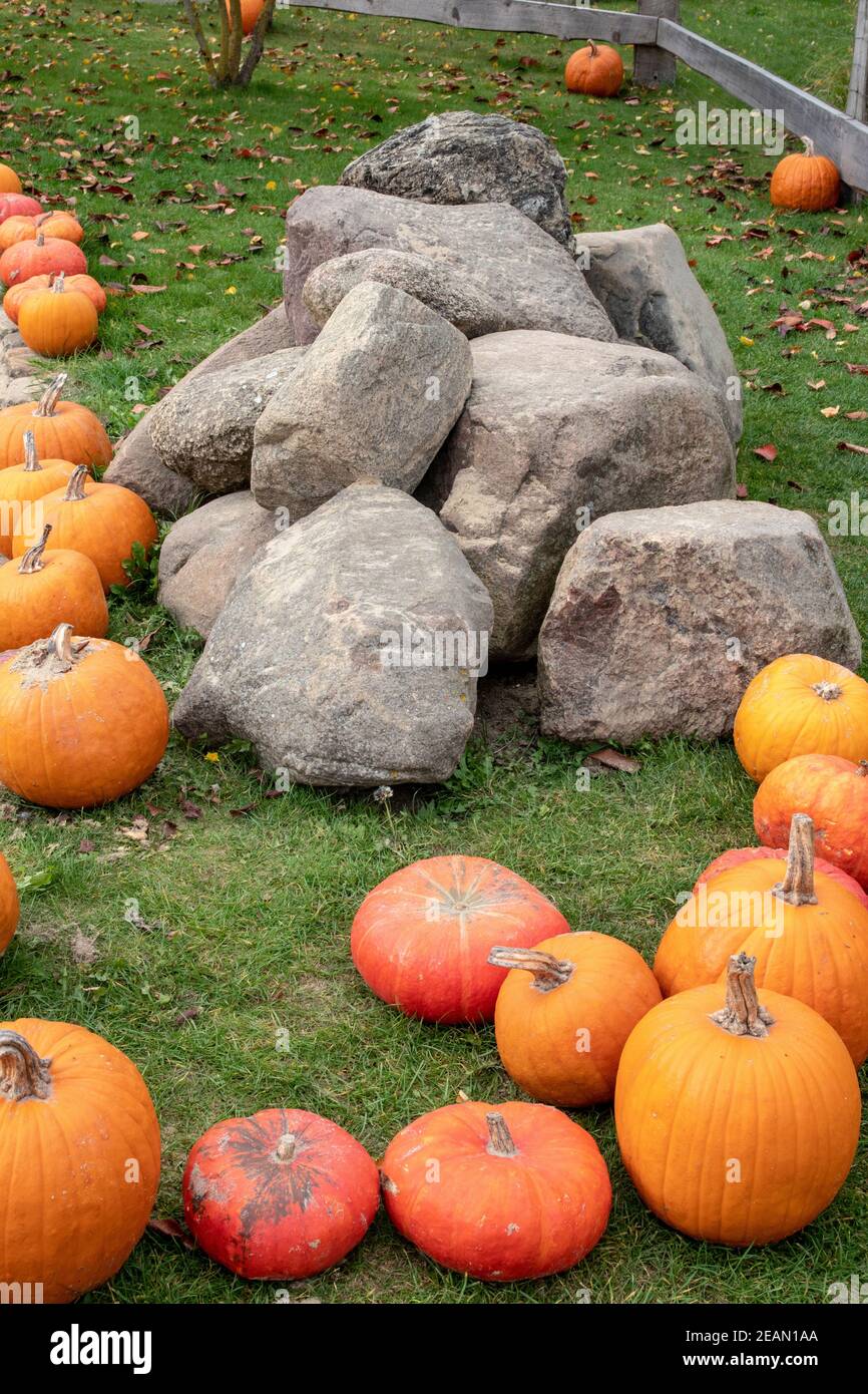 Gelbe und orangefarbene Kürbisse sind nach der Ernte im Herbst um einen Haufen großer Natursteine auf einer Bauernwiese angeordnet und dort ausgestellt. Stockfoto