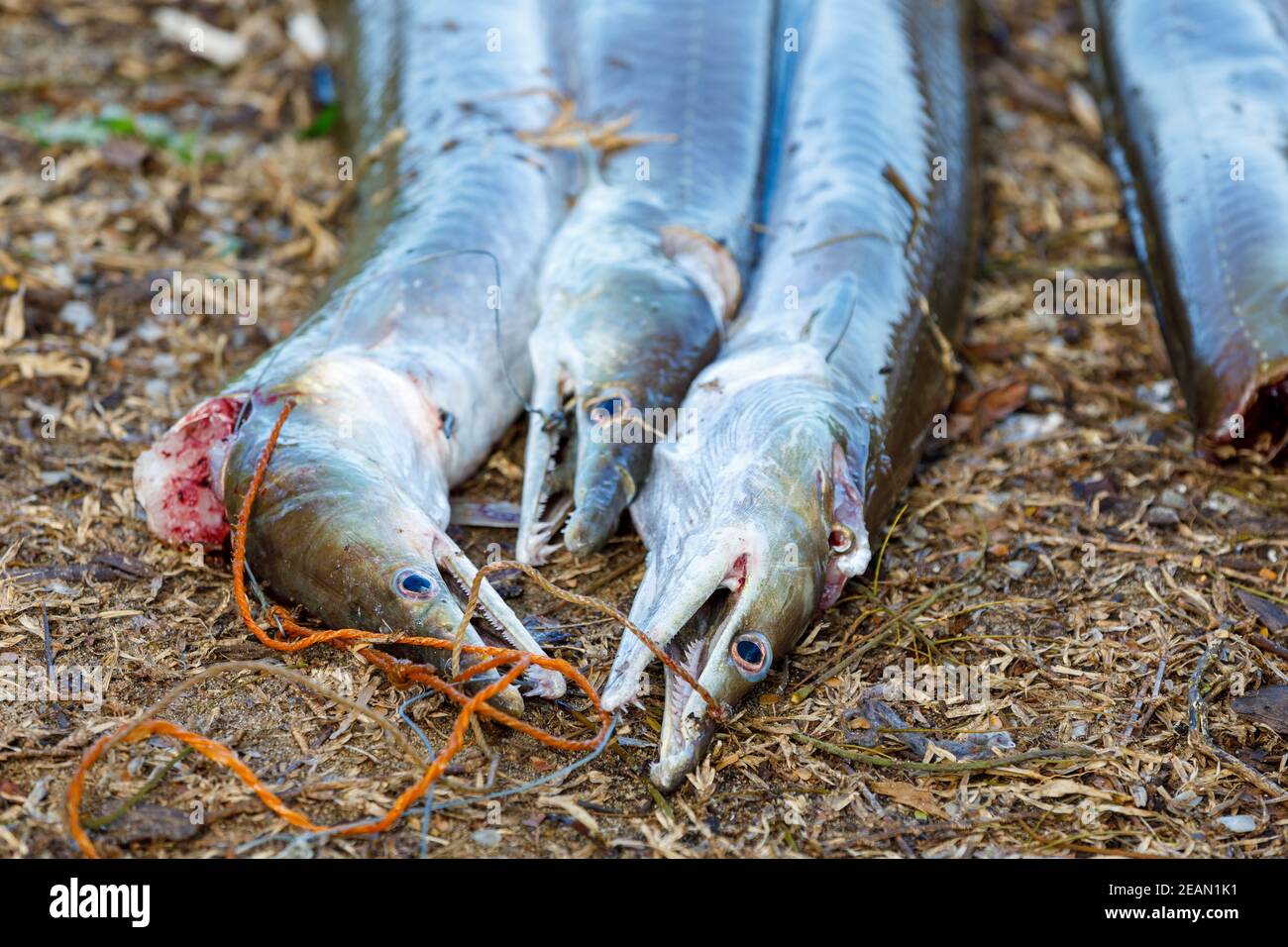 Frisch gefangener Fisch, madagaskar Stockfoto