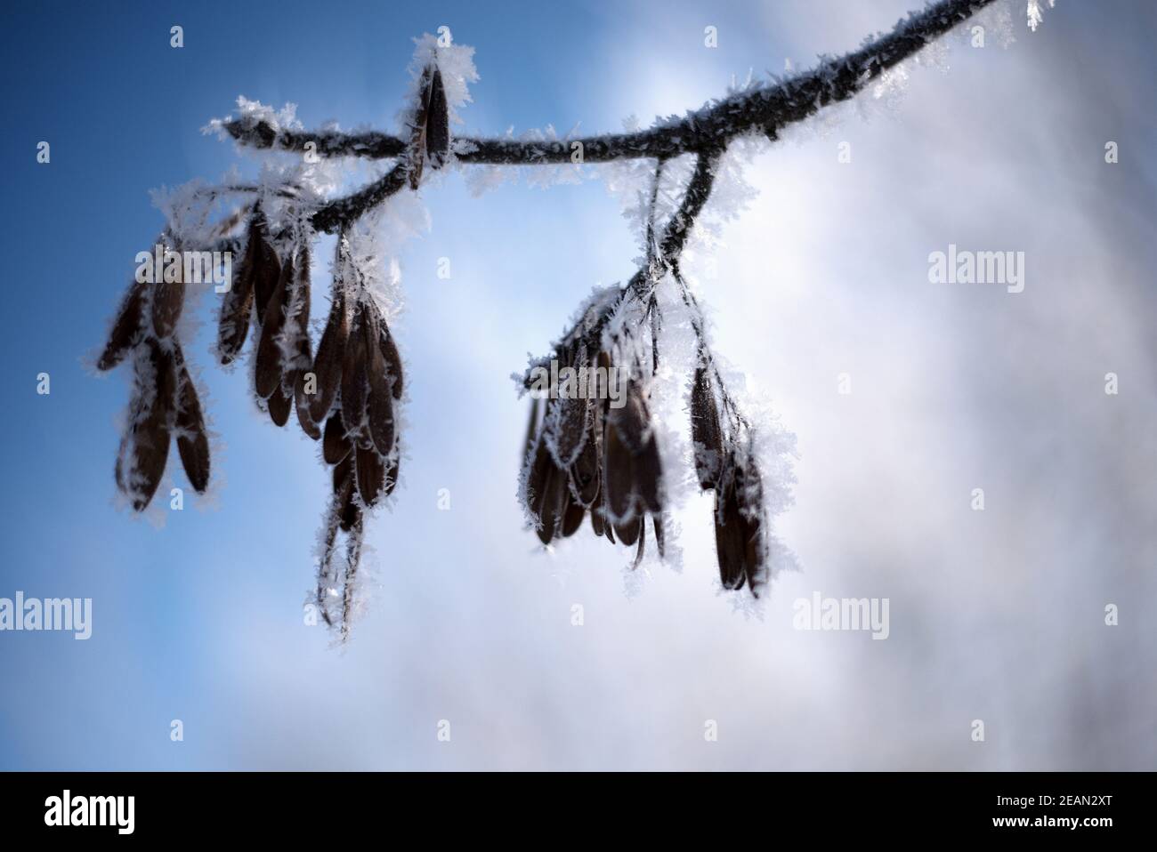 Nach einer kalten Nacht sind die Zweige der Bäume im Stadtpark mit Frost bedeckt. Der Hintergrund ist verschwommen, Boke. Zusammensetzung von mehreren Pflanzen. Stockfoto