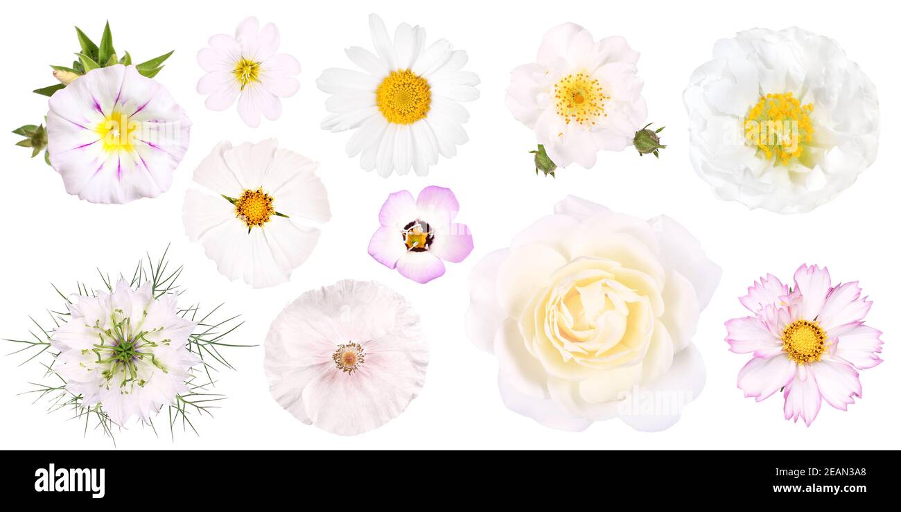 Gruppe von verschiedenen weißen Gartenblumen, isoliert Stockfoto