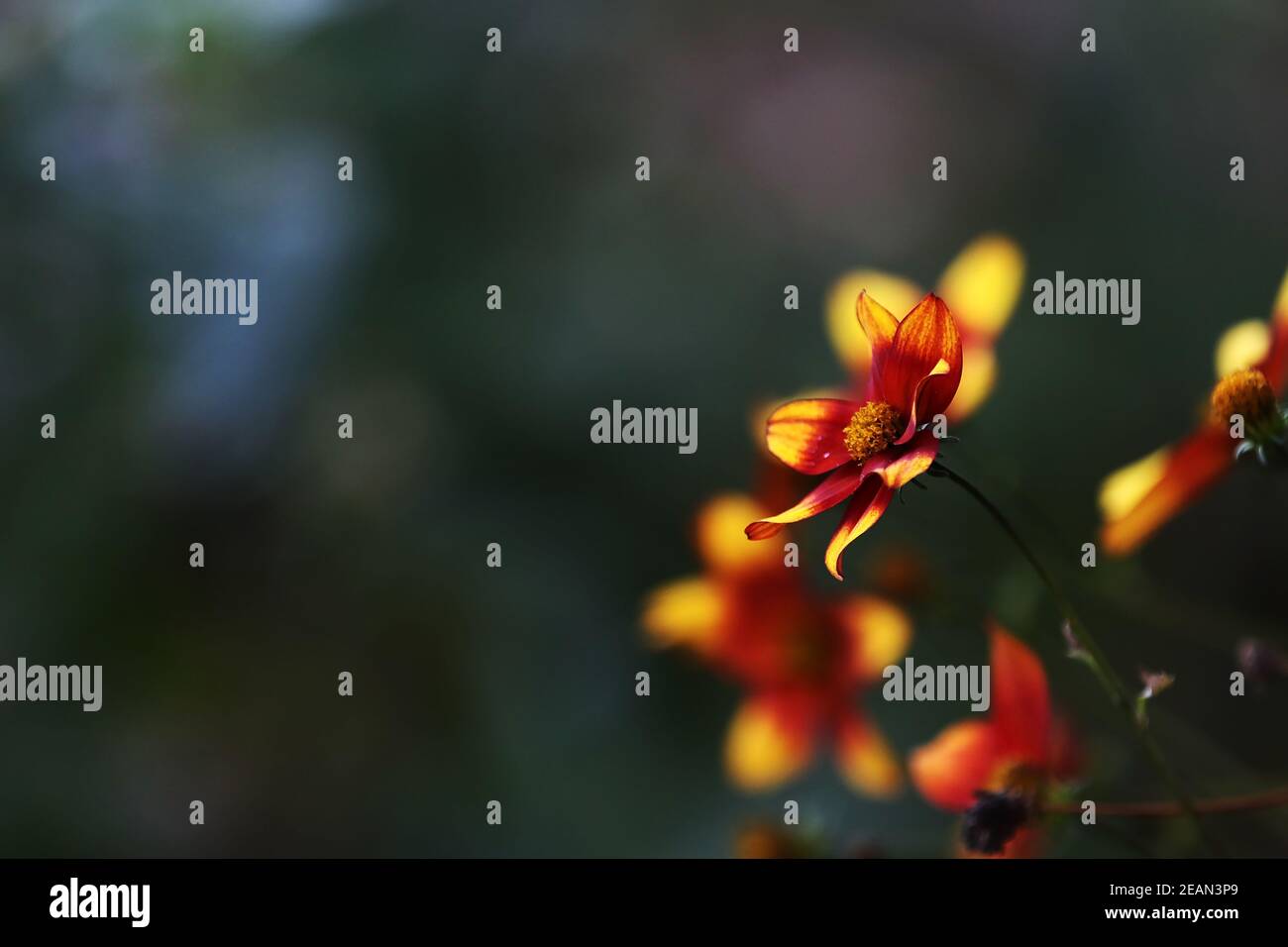 Nahaufnahme einer gelb-roten Blume vor dunklem Hintergrund in Der Garten Stockfoto