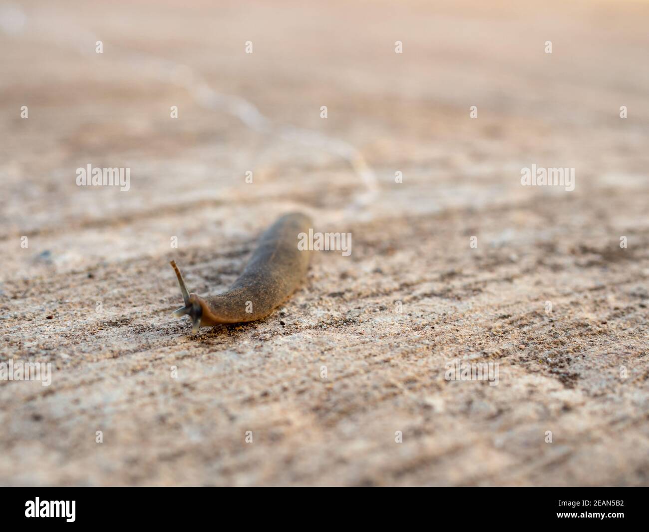 Die Schnecke bewegte sich langsam vorwärts auf der Straße. Stockfoto