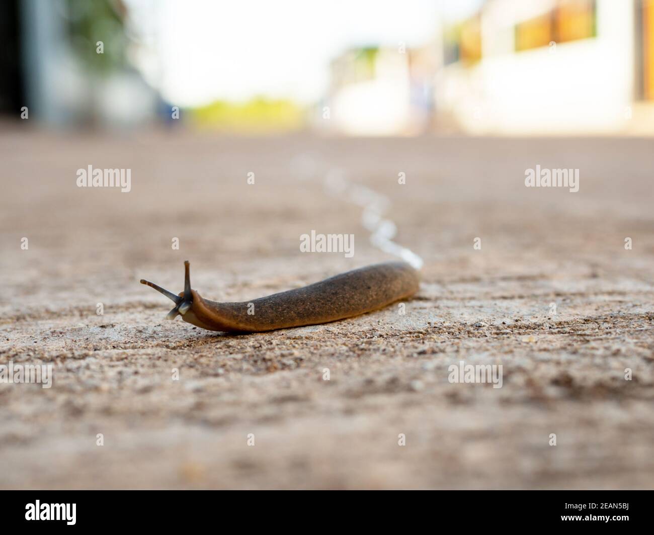Die Schnecke bewegte sich langsam vorwärts auf der Straße. Stockfoto