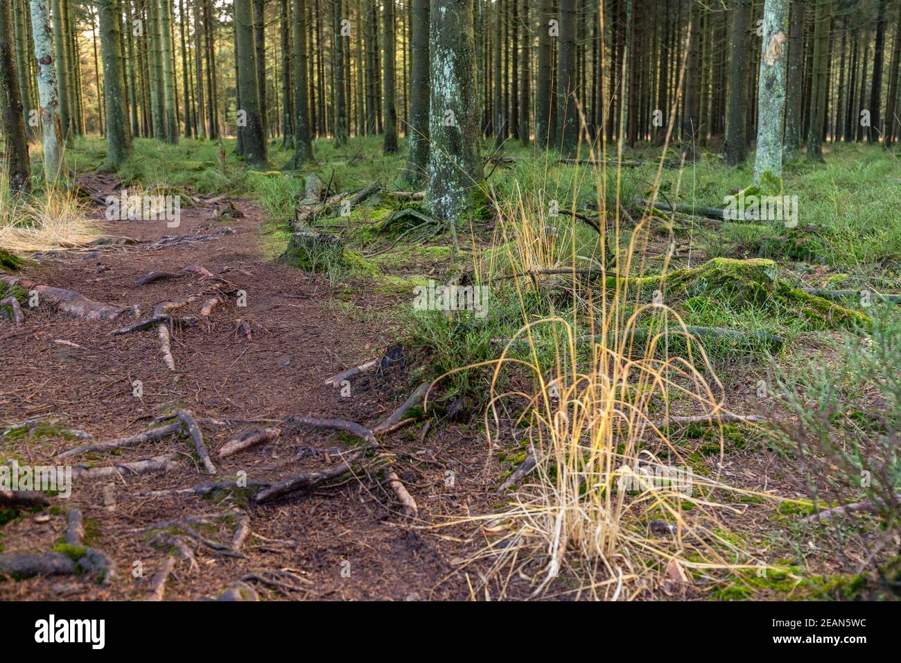 Wanderweg durch den Wald der hohen Fennen in Belgien Stockfoto