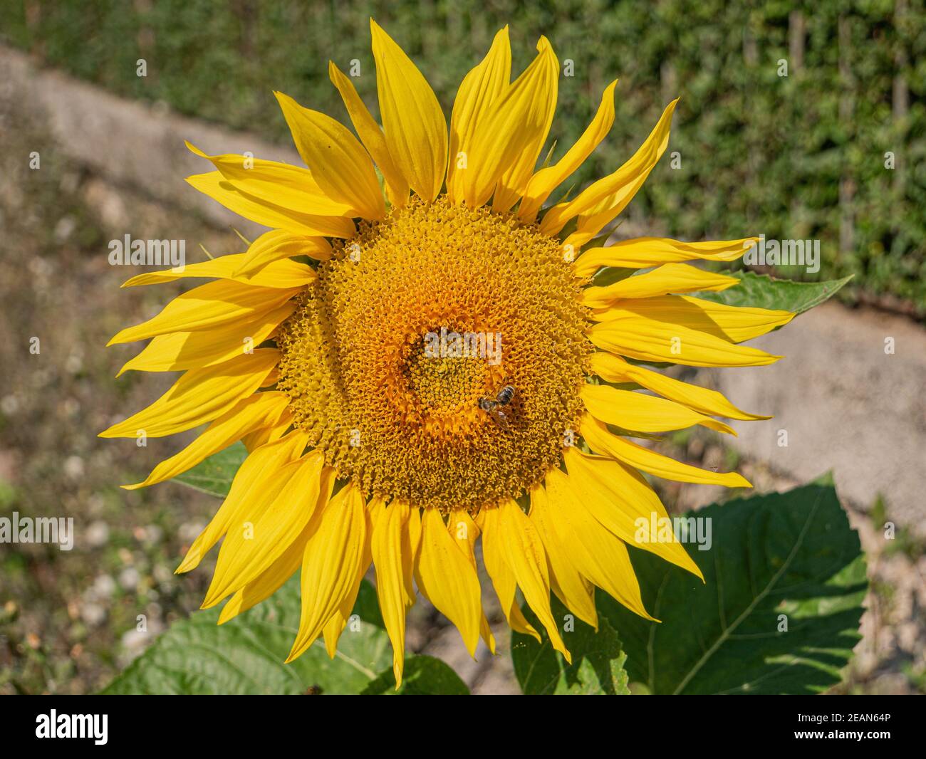 Biene auf Sonnenblume vor einem verschwommenen Hintergrund Stockfoto