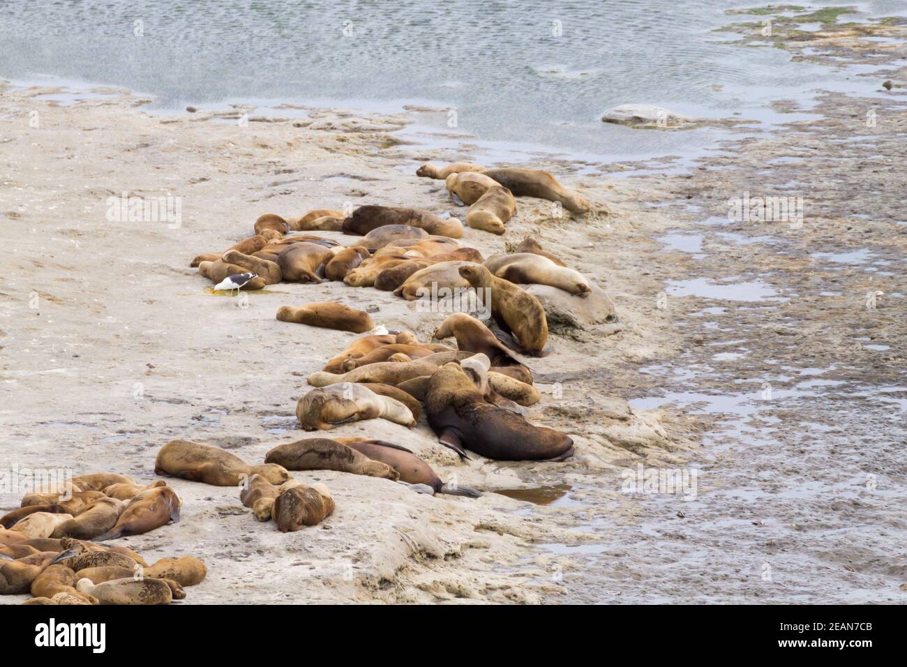 Elefantenrobben am Strand von Caleta Valdes, Patagonien, Argentinien Stockfoto