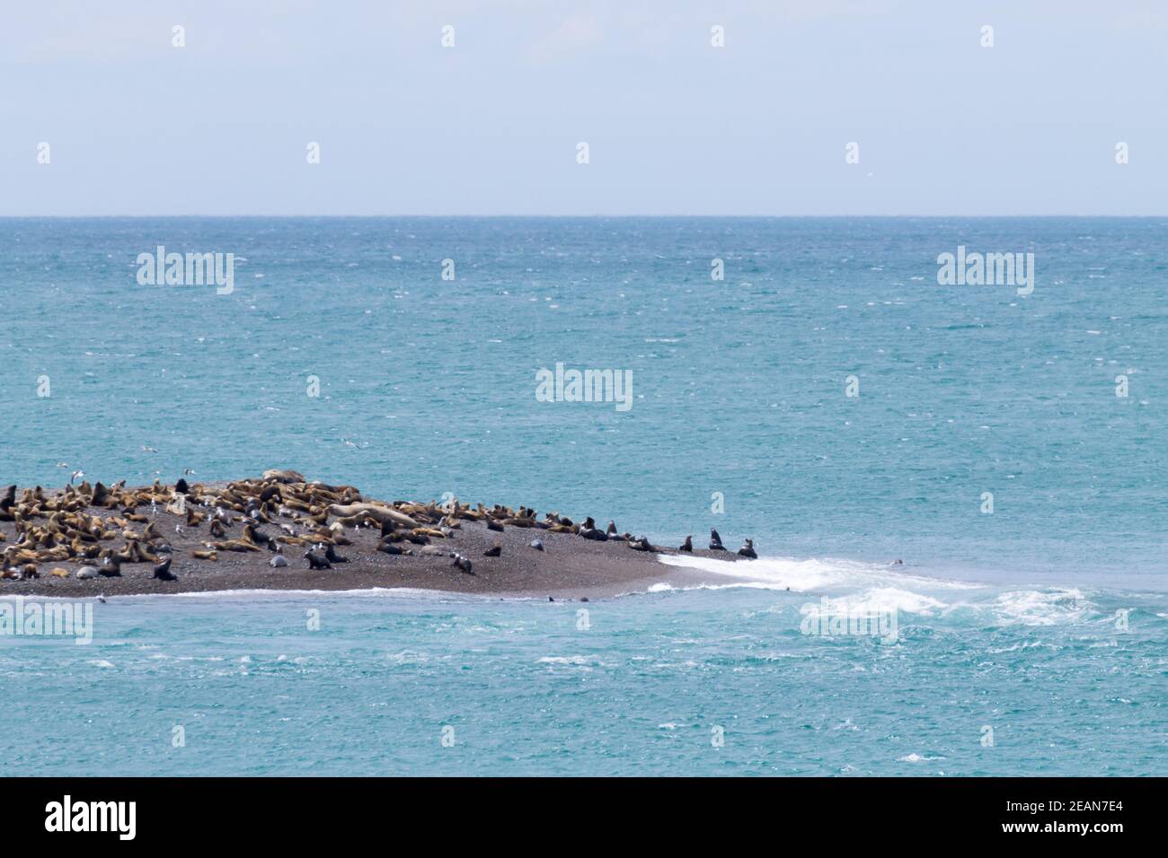 Elefantenrobben am Strand von Caleta Valdes, Patagonien, Argentinien Stockfoto
