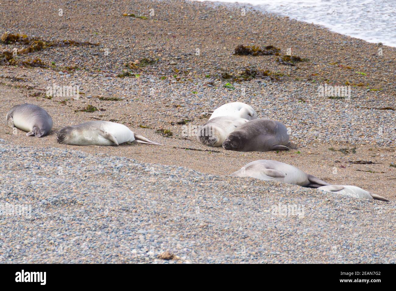 Elefantenrobben am Strand von Caleta Valdes, Patagonien, Argentinien Stockfoto