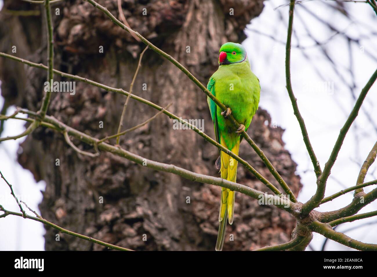 Großer grüner Papagei auf einem Ast Stockfoto