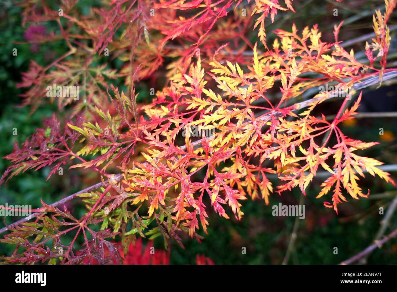 Japanischer Ahorn, Palmate Ahorn oder glatter japanischer Ahorn Hybrid (Acer palmatum) mit roten Herbstblättern Stockfoto