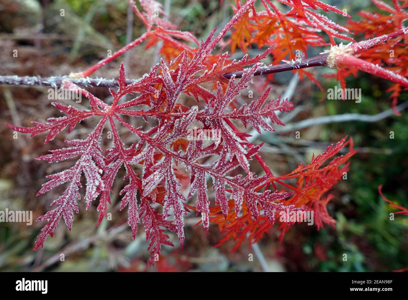 FÃ¤cher-Ahorn Hybride (Acer palmatum) mit rotem Herbstlaub Stockfoto