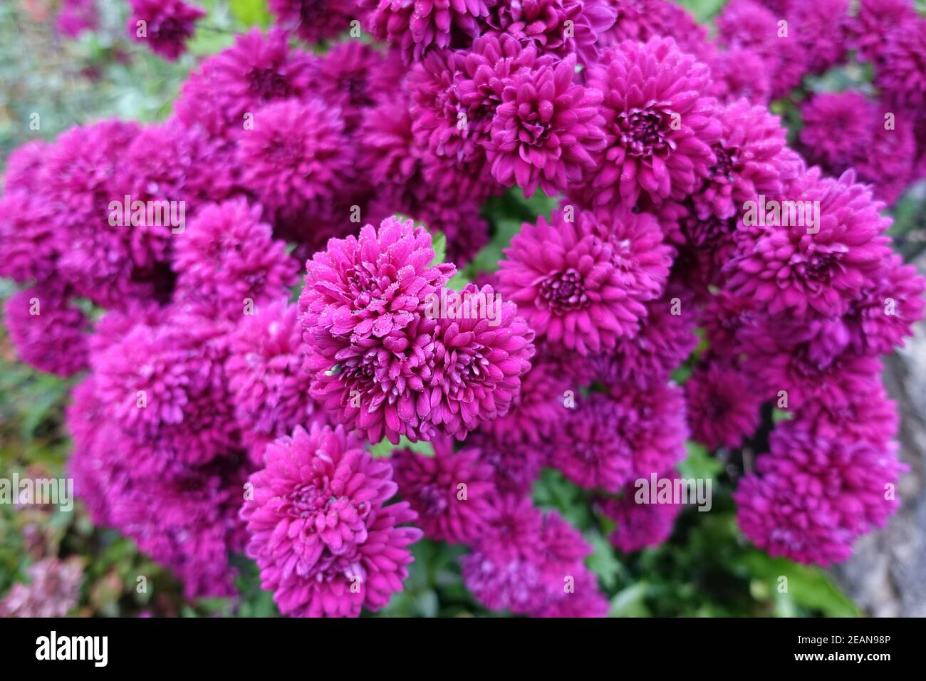 Gefüllte, lila Garten Chrysantheme (Chrysantheme Ã – morifolium) Stockfoto