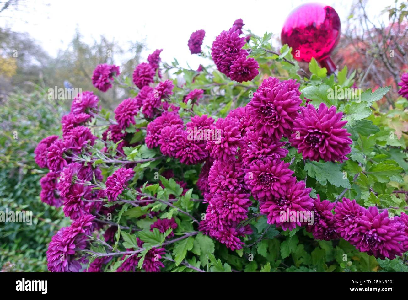 Gefüllte, lila Garten Chrysantheme (Chrysantheme Ã – morifolium) Stockfoto