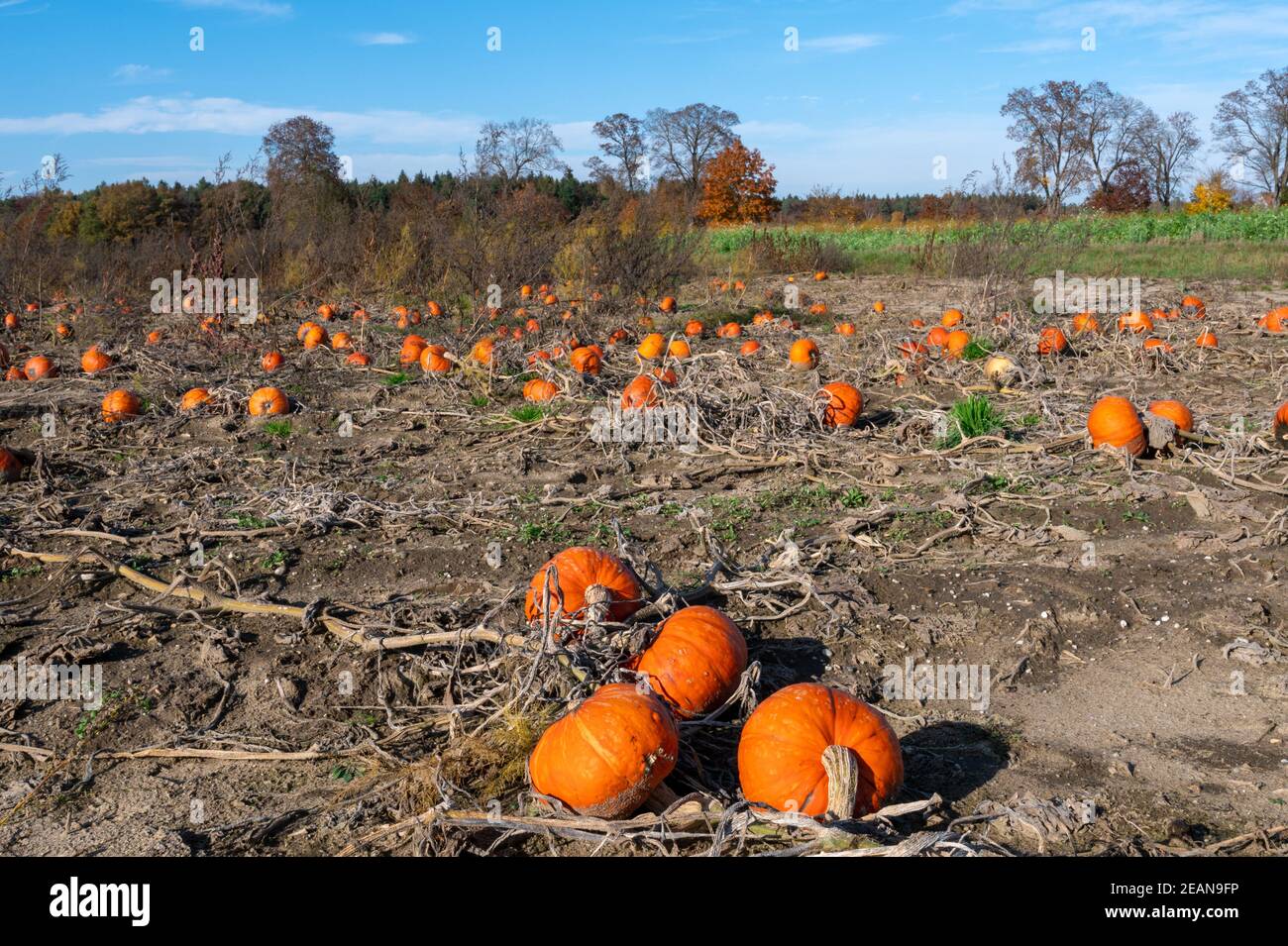 Reife orange Kürbisse auf einem Feld Stockfoto