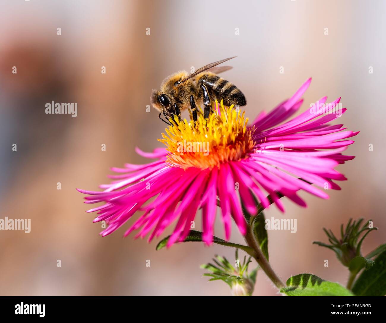 Bienen sammeln Nektar bei einer rosa Asterblüte Stockfoto