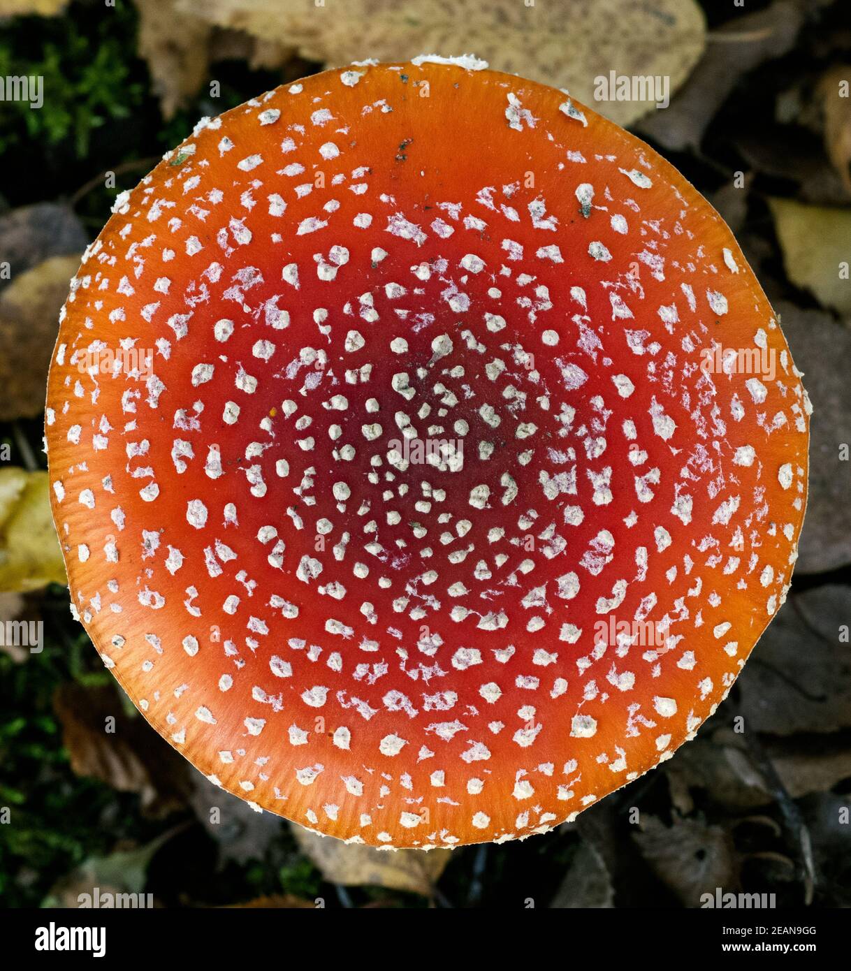 Kappe einer roten Fliege Agaric Musroom Stockfoto