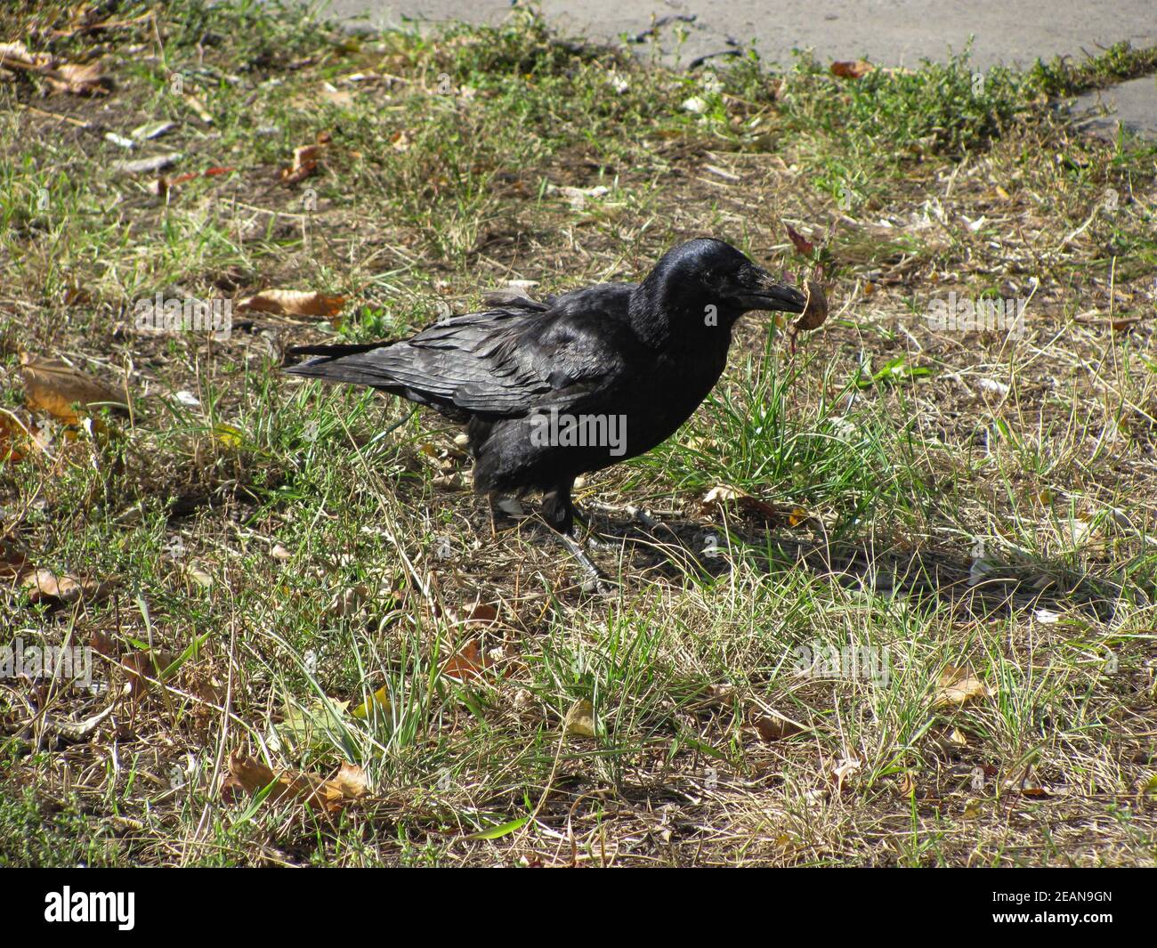 Schwarze Krähe auf grünem und braunem Gras, flacher freiheitsgrad Stockfoto