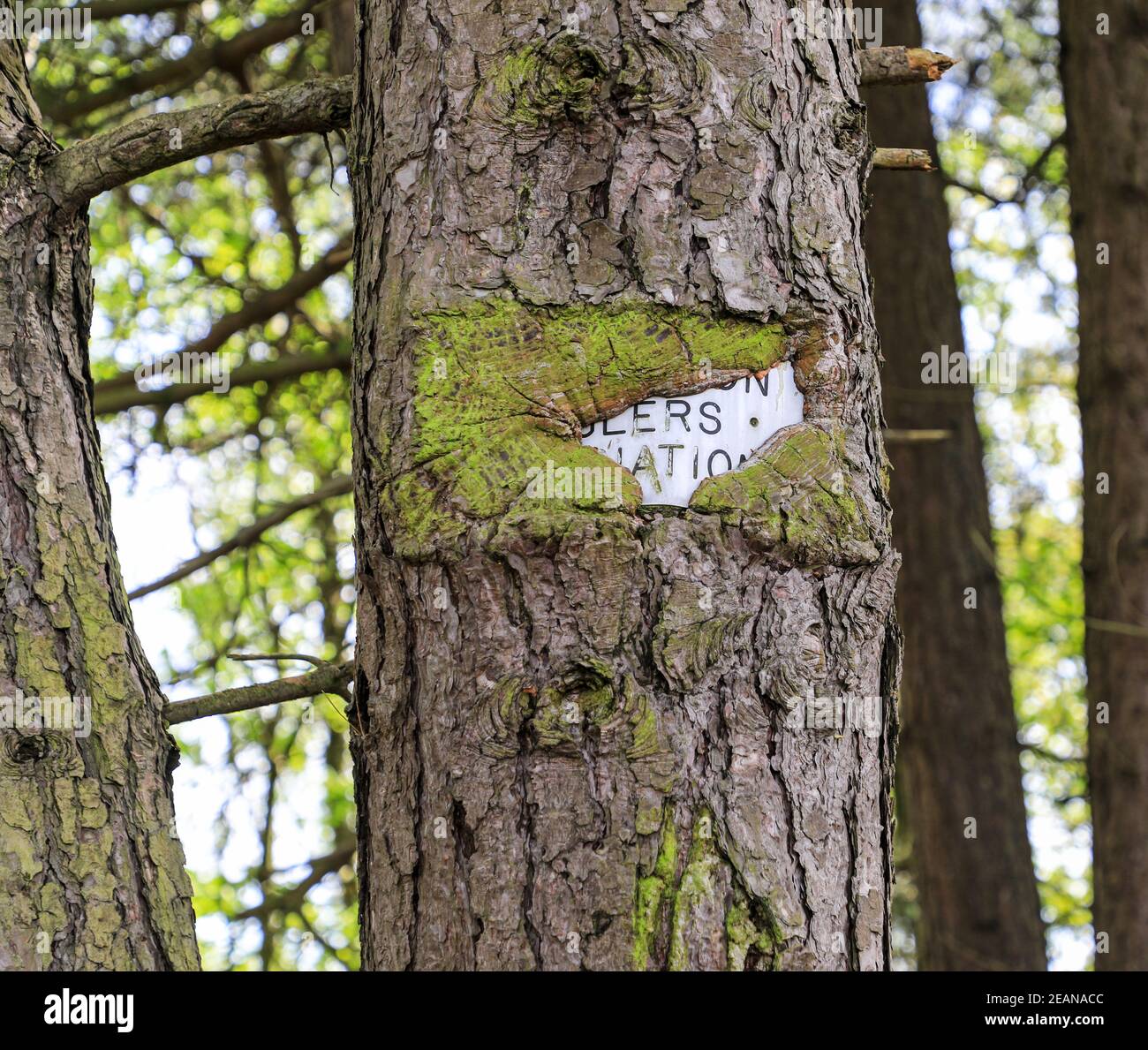 Ein altes Zeichen auf einem Baum, wo die Rinde um ihn herum gewachsen ist, England, Großbritannien Stockfoto