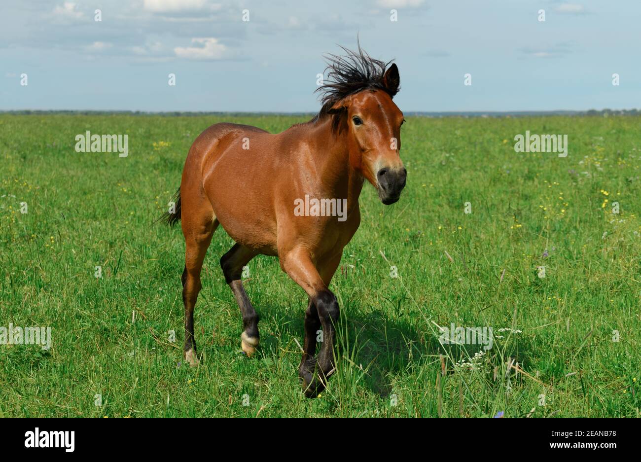 Junger Lorbeer läuft an einem heißen, sonnigen Tag durch das Gras. Stockfoto