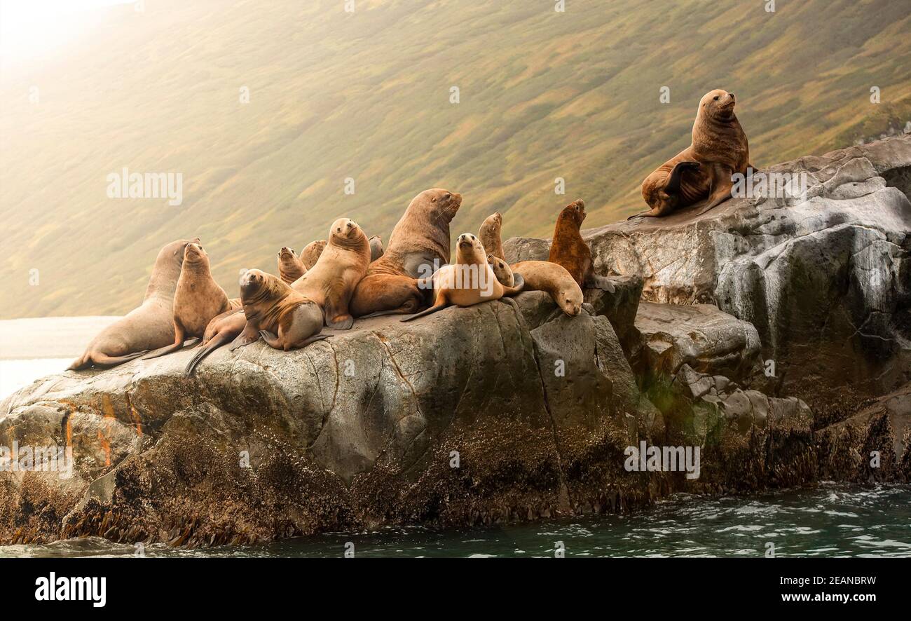 Rookery Steller Seelöwen. Insel im Pazifischen Ozean in der Nähe von Kamtschatka. Stockfoto