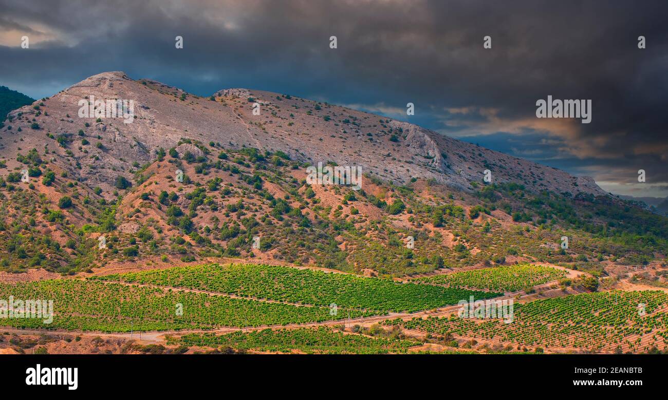 Landschaft Weinberg am Hang bei Sonnenuntergang Stockfoto