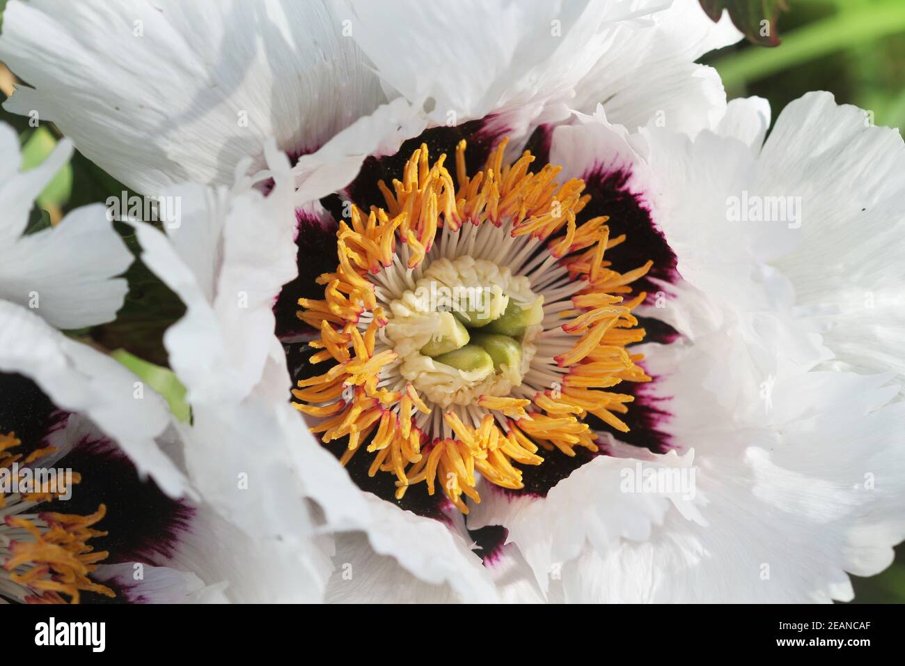 Big White Peony oder Peony Blumenkopf, Nahaufnahme. Blüht weiße zarte Blume Stockfoto